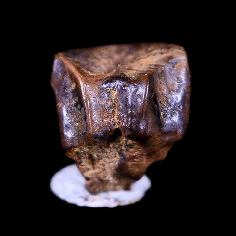 0.3" Lambeosaurus Fossil Tooth Judith River FM Montana Cretaceous Dinosaur COA - Fossil Age Minerals
