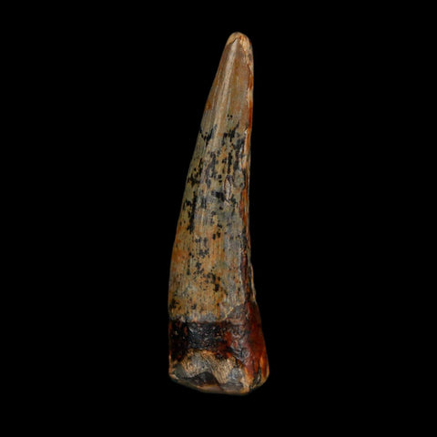 1.3" Suchomimus Fossil Tooth Cretaceous Spinosaurid Dinosaur Elraz FM Niger COA - Fossil Age Minerals