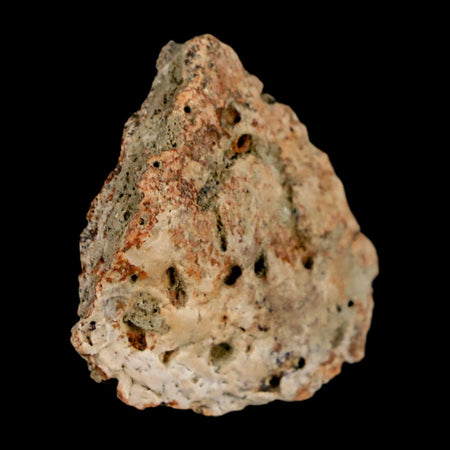 1.1" Ankylosaurus Fossil Scute Bone Judith River FM Cretaceous Dinosaur MT COA