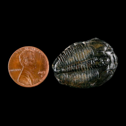 1.2" Elrathia Kingi Trilobite Fossil Utah Cambrian Age 521 Million Years Old COA - Fossil Age Minerals