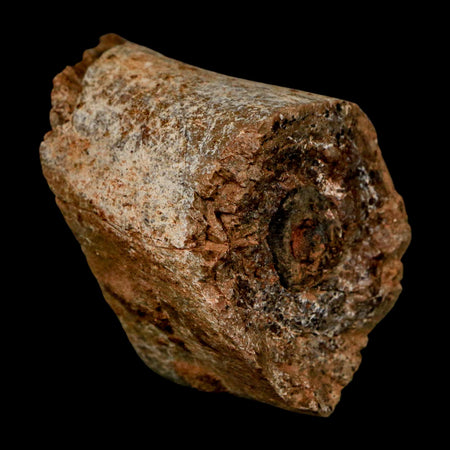 2.3" Allosaurus Fossil Metatarsal Bone Morrison FM Colorado Jurassic Dinosaur COA Stand