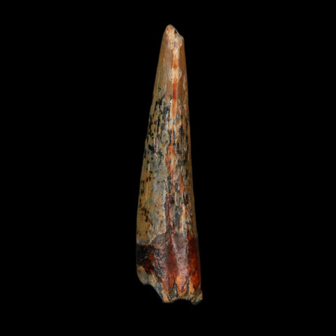 1.3" Suchomimus Fossil Tooth Cretaceous Spinosaurid Dinosaur Elraz FM Niger COA - Fossil Age Minerals