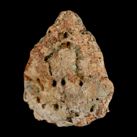 1.1" Ankylosaurus Fossil Scute Bone Judith River FM Cretaceous Dinosaur MT COA