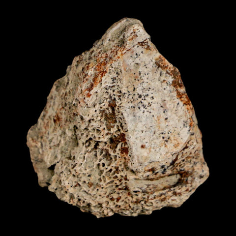 1.1" Ankylosaurus Fossil Scute Bone Judith River FM Cretaceous Dinosaur MT COA