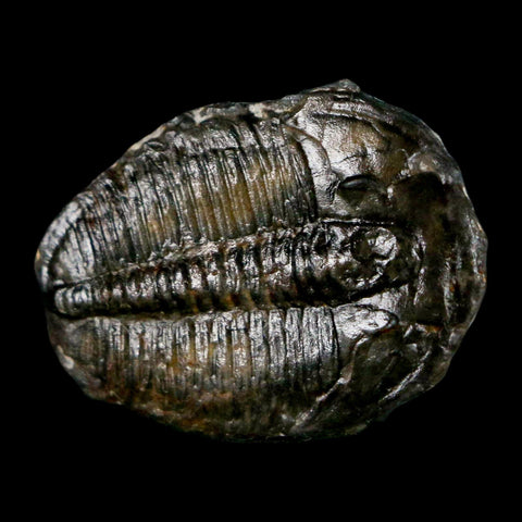 1.2" Elrathia Kingi Trilobite Fossil Utah Cambrian Age 521 Million Years Old COA - Fossil Age Minerals