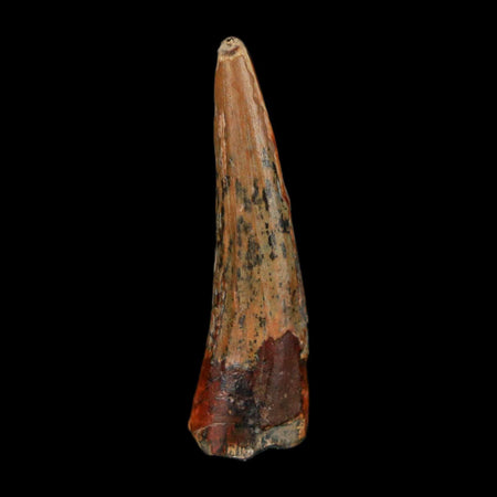 1.3" Suchomimus Fossil Tooth Cretaceous Spinosaurid Dinosaur Elraz FM Niger COA