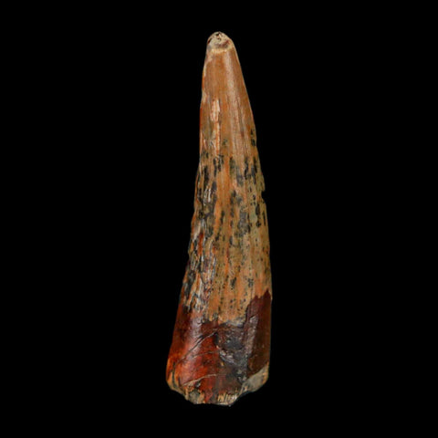 1.3" Suchomimus Fossil Tooth Cretaceous Spinosaurid Dinosaur Elraz FM Niger COA - Fossil Age Minerals