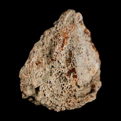 1.1" Ankylosaurus Fossil Scute Bone Judith River FM Cretaceous Dinosaur MT COA