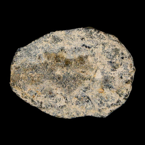 1.2" Elrathia Kingi Trilobite Fossil Utah Cambrian Age 521 Million Years Old COA - Fossil Age Minerals