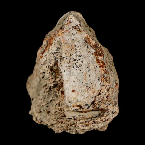 1.1" Ankylosaurus Fossil Scute Bone Judith River FM Cretaceous Dinosaur MT COA