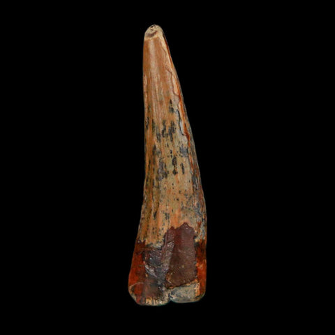 1.3" Suchomimus Fossil Tooth Cretaceous Spinosaurid Dinosaur Elraz FM Niger COA - Fossil Age Minerals