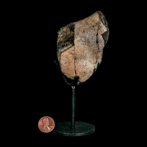 3.2" Allosaurus Fossil Limb Bone Morrison FM Colorado Jurassic Dinosaur COA Stand