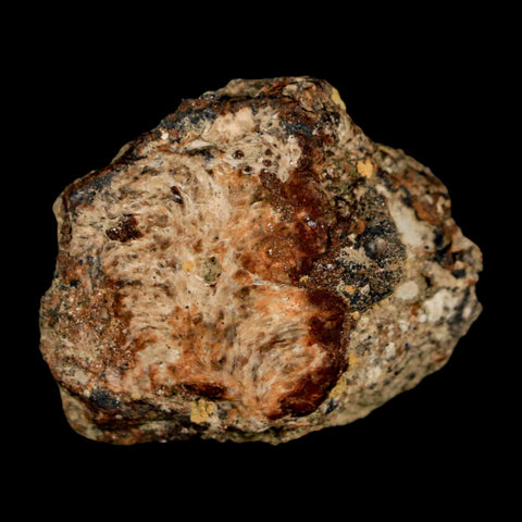 1.3" Ankylosaurus Fossil Skull Bone Judith River FM Cretaceous Dinosaur MT COA