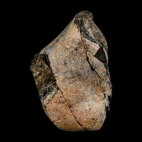 3.2" Allosaurus Fossil Limb Bone Morrison FM Colorado Jurassic Dinosaur COA Stand