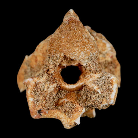 1.2" Palaeophis Magrebianus Sea Snake Vertebra Bone Upper Paleocene Morocco - Fossil Age Minerals