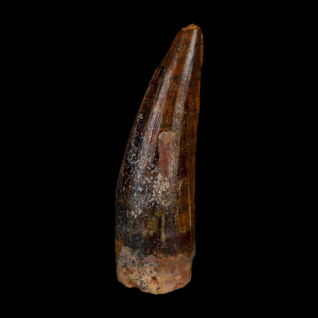 1.4" Suchomimus Fossil Tooth Cretaceous Spinosaurid Dinosaur Elraz FM Niger COA