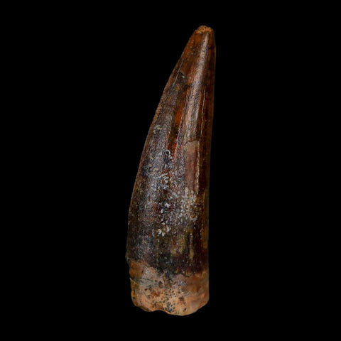 1.4" Suchomimus Fossil Tooth Cretaceous Spinosaurid Dinosaur Elraz FM Niger COA - Fossil Age Minerals