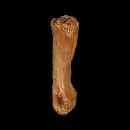 0.8" Dromaeosaurid Raptor Fossil Limb Toe Bone Cretaceous Dinosaur COA, Display