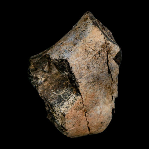 3.2" Allosaurus Fossil Limb Bone Morrison FM Colorado Jurassic Dinosaur COA Stand