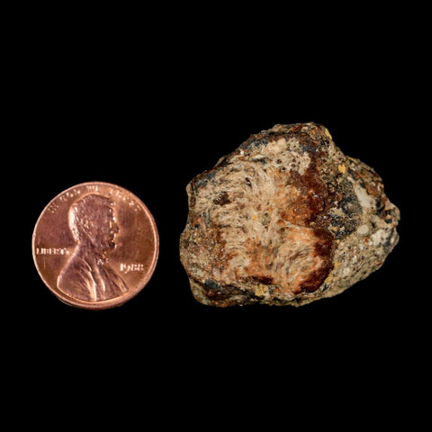 1.3" Ankylosaurus Fossil Skull Bone Judith River FM Cretaceous Dinosaur MT COA