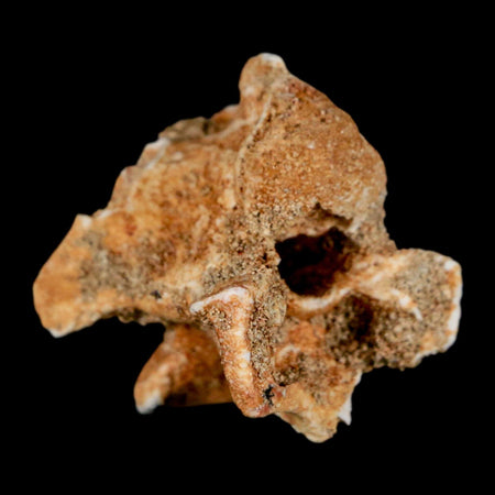 1.2" Palaeophis Magrebianus Sea Snake Vertebra Bone Upper Paleocene Morocco