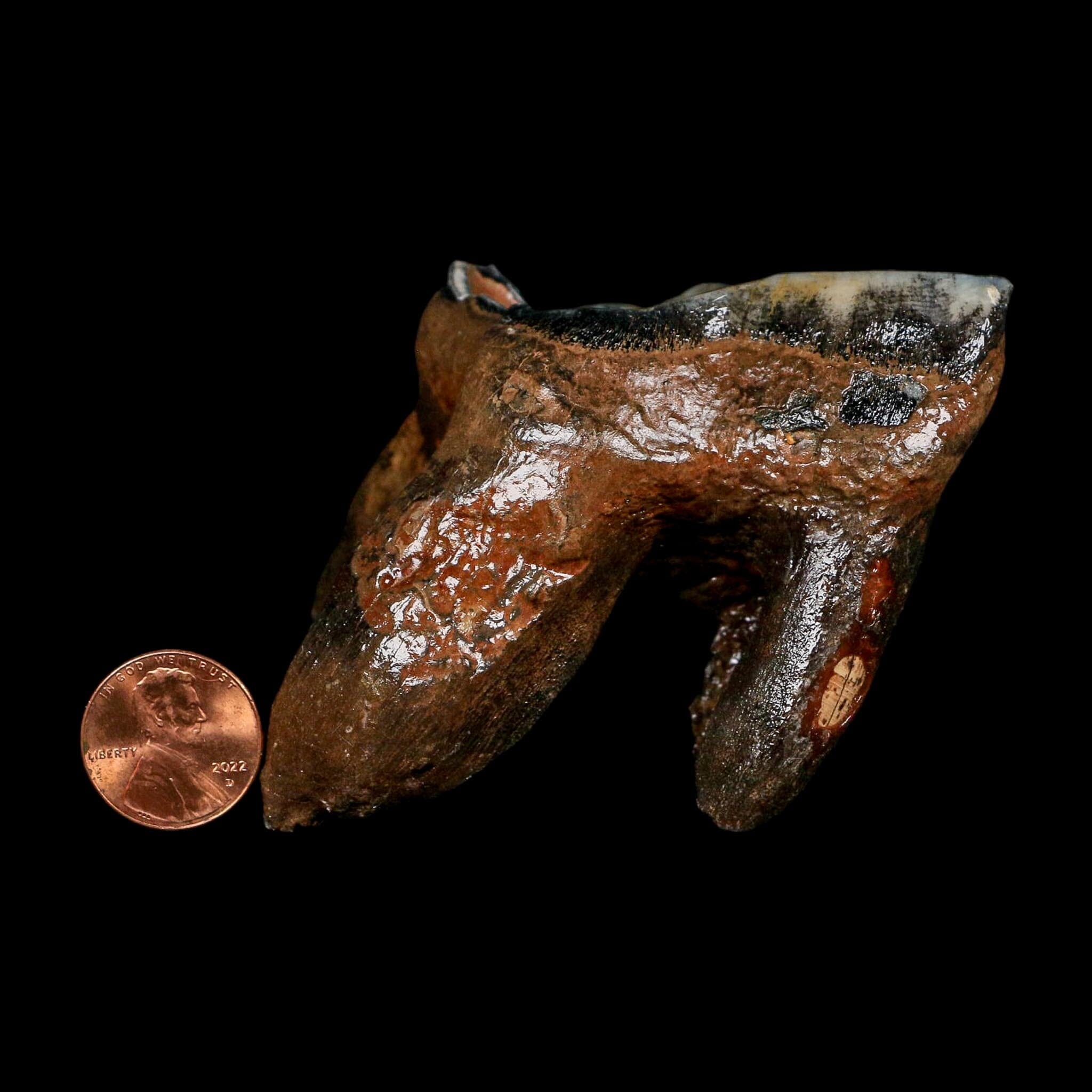 3.1" Woolly Rhinoceros Fossil Rooted Tooth Pleistocene Age Megafauna Russia COA