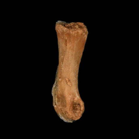 0.8" Dromaeosaurid Raptor Fossil Limb Toe Bone Cretaceous Dinosaur COA, Display - Fossil Age Minerals