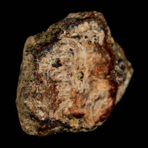 1.3" Ankylosaurus Fossil Skull Bone Judith River FM Cretaceous Dinosaur MT COA