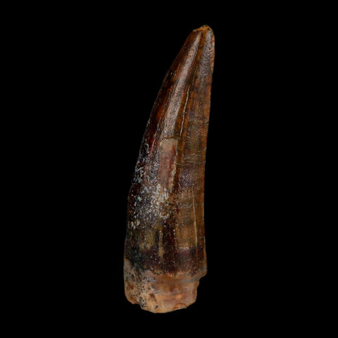 1.4" Suchomimus Fossil Tooth Cretaceous Spinosaurid Dinosaur Elraz FM Niger COA - Fossil Age Minerals