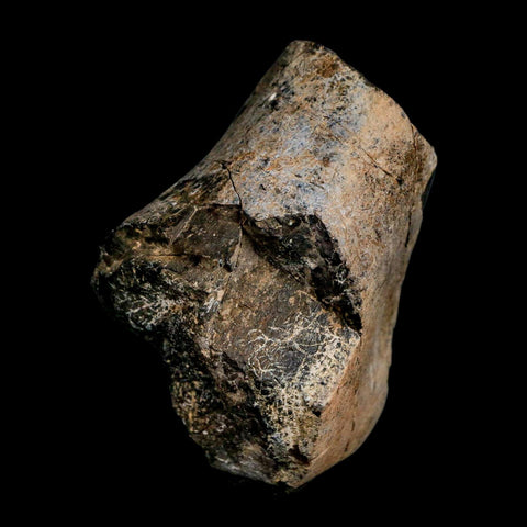 3.2" Allosaurus Fossil Limb Bone Morrison FM Colorado Jurassic Dinosaur COA Stand