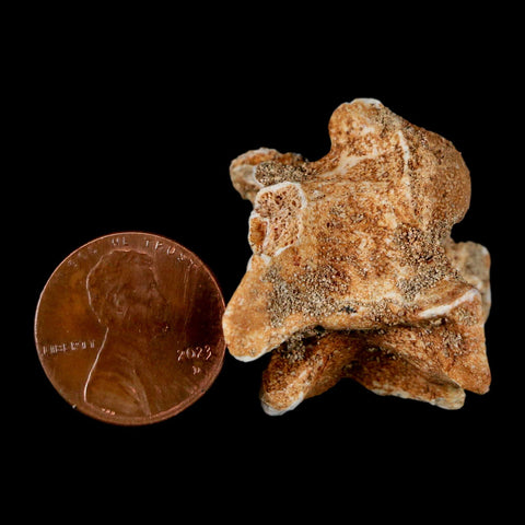 1.2" Palaeophis Magrebianus Sea Snake Vertebra Bone Upper Paleocene Morocco - Fossil Age Minerals