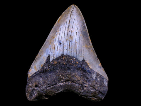 3.7" Quality Megalodon Shark Tooth Serrated Fossil Natural Miocene Age COA - Fossil Age Minerals