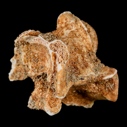 1.2" Palaeophis Magrebianus Sea Snake Vertebra Bone Upper Paleocene Morocco - Fossil Age Minerals