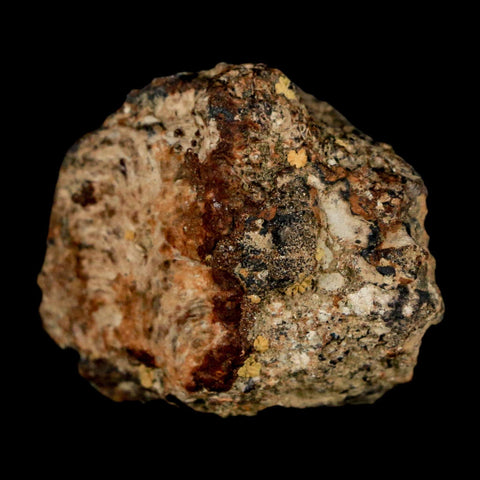 1.3" Ankylosaurus Fossil Skull Bone Judith River FM Cretaceous Dinosaur MT COA