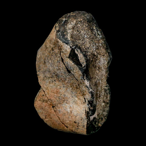 3.2" Allosaurus Fossil Limb Bone Morrison FM Colorado Jurassic Dinosaur COA Stand