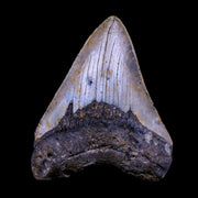 3.7" Quality Megalodon Shark Tooth Serrated Fossil Natural Miocene Age COA