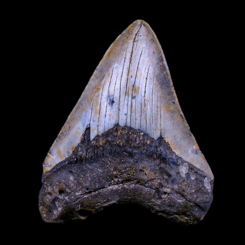 3.7" Quality Megalodon Shark Tooth Serrated Fossil Natural Miocene Age COA - Fossil Age Minerals
