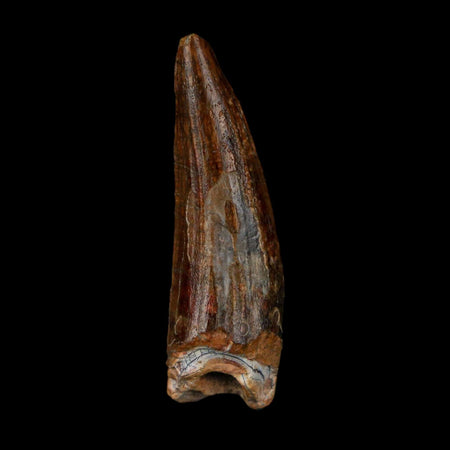 1.4" Suchomimus Fossil Tooth Cretaceous Spinosaurid Dinosaur Elraz FM Niger COA
