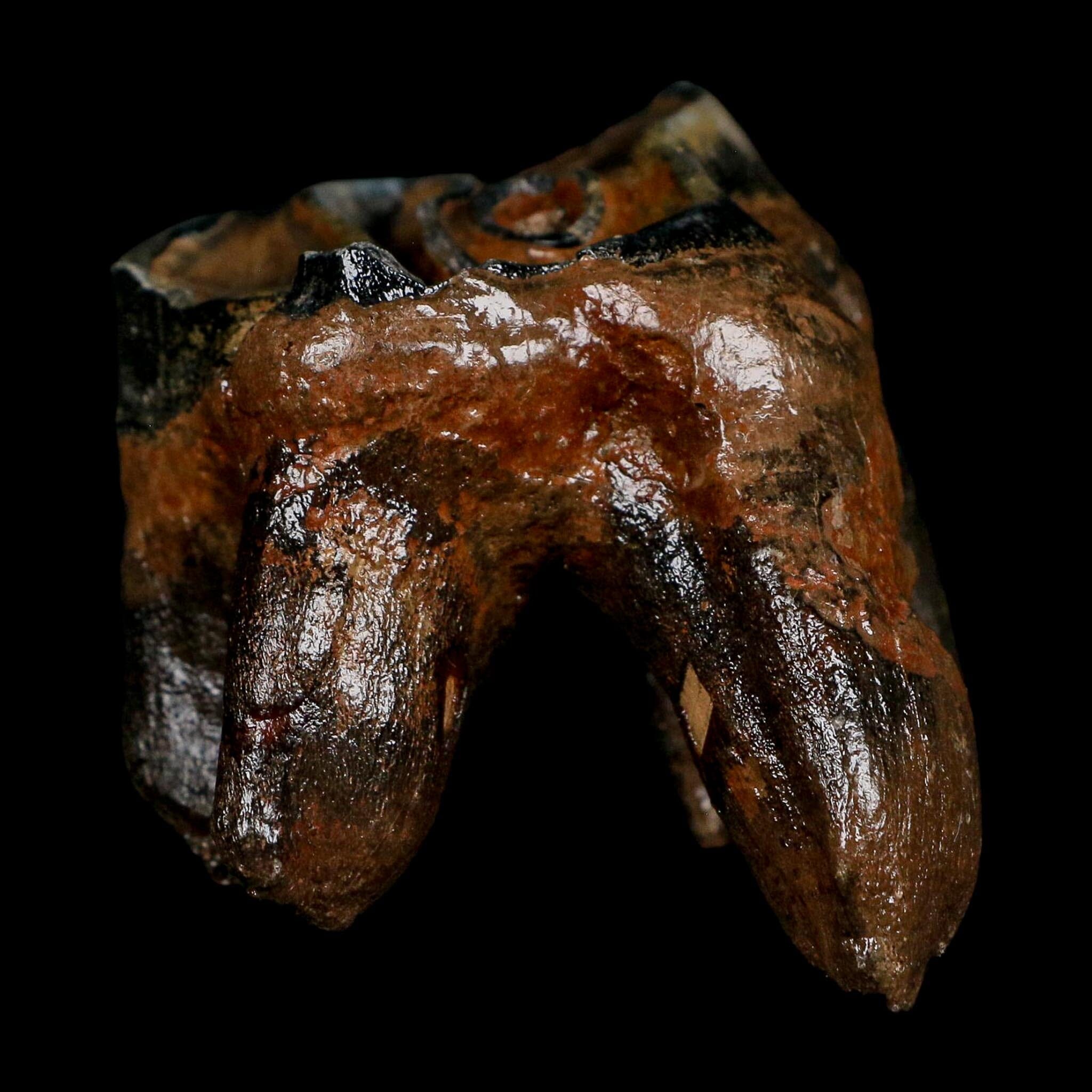 3.1" Woolly Rhinoceros Fossil Rooted Tooth Pleistocene Age Megafauna Russia COA