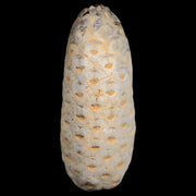 XL 2.3" Fossil Pine Cone Equicalastrobus Replaced By Agate Eocene Age Seeds Fruit
