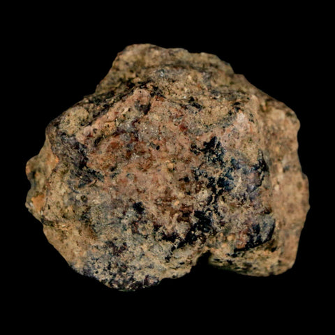 1.3" Ankylosaurus Fossil Skull Bone Judith River FM Cretaceous Dinosaur MT COA