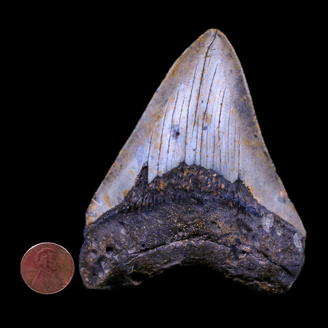 3.7" Quality Megalodon Shark Tooth Serrated Fossil Natural Miocene Age COA - Fossil Age Minerals
