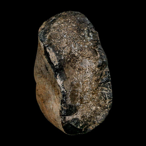 3.2" Allosaurus Fossil Limb Bone Morrison FM Colorado Jurassic Dinosaur COA Stand