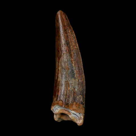 1.4" Suchomimus Fossil Tooth Cretaceous Spinosaurid Dinosaur Elraz FM Niger COA - Fossil Age Minerals