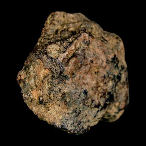 1.3" Ankylosaurus Fossil Skull Bone Judith River FM Cretaceous Dinosaur MT COA