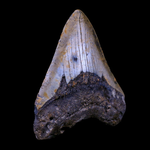 3.7" Quality Megalodon Shark Tooth Serrated Fossil Natural Miocene Age COA - Fossil Age Minerals
