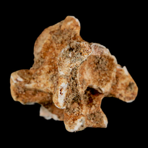 1.2" Palaeophis Magrebianus Sea Snake Vertebra Bone Upper Paleocene Morocco - Fossil Age Minerals