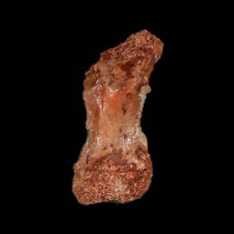 0.9" Dromaeosaurid Raptor Fossil Limb Toe Bone Cretaceous Dinosaur COA, Display - Fossil Age Minerals
