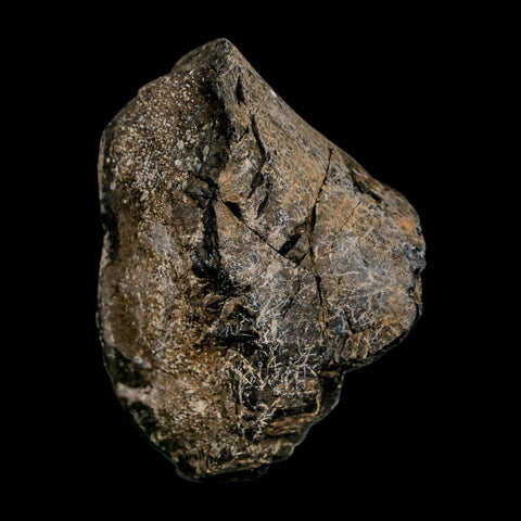 3.2" Allosaurus Fossil Limb Bone Morrison FM Colorado Jurassic Dinosaur COA Stand