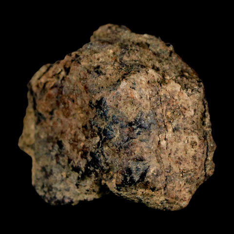 1.3" Ankylosaurus Fossil Skull Bone Judith River FM Cretaceous Dinosaur MT COA